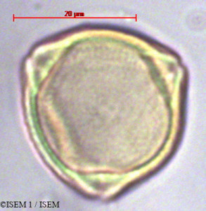 Dodonaea viscosa - lame n° 36964